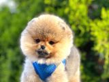 Safkan Teddy Bear Pomeranian Boo Yavrularımız