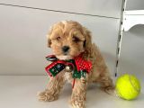 Dizayn Irk Sevimli Maltipoo Yavrular