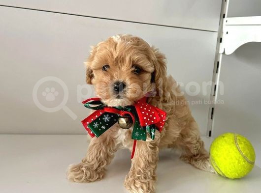 Dizayn Irk Sevimli Maltipoo Yavrular görsel