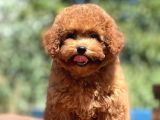 Bebek Surat Toy Poodle Yavrular
