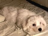 Maltese Terrier