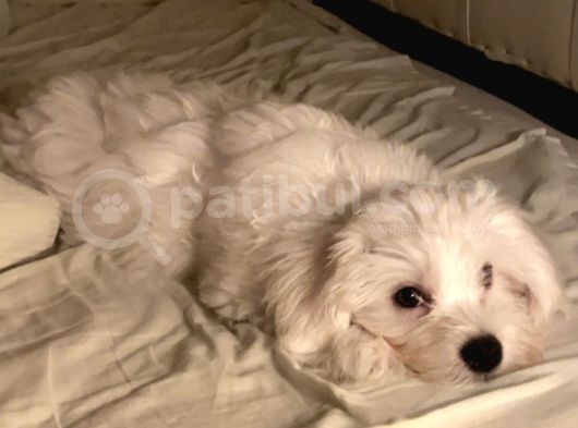 Maltese Terrier görsel