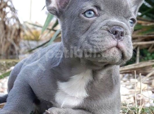 Mavi Gözlü Fransızbulldog Blue Gri Füme Renk Orjinal Safkan görsel