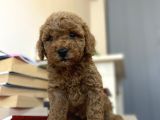 Renk Renk Poodle Bebekleri̇mi̇z A Kali̇te