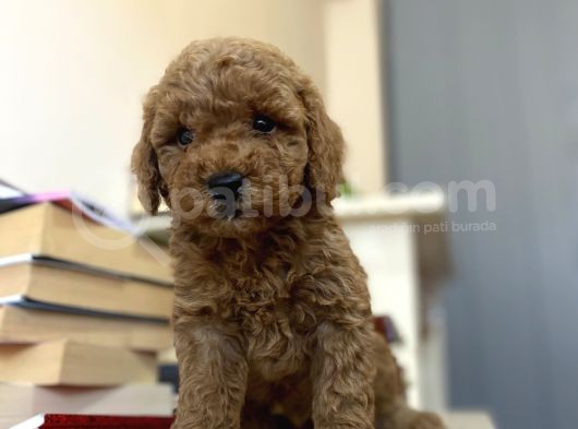 Renk Renk Poodle Bebekleri̇mi̇z A Kali̇te görsel