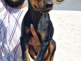 Doberman Yavrular