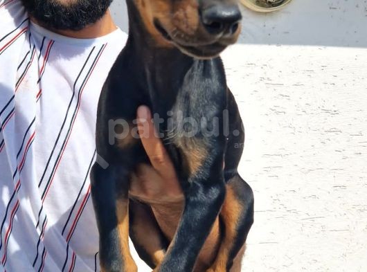 Doberman Yavrular görsel