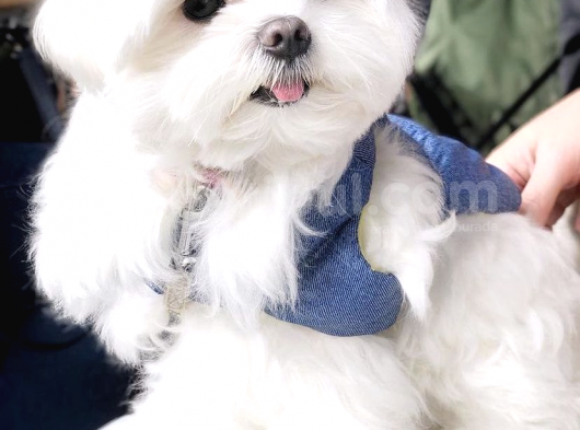 Malteseterrier Sıfır Numara Orjinal Safkan A Kalite Garantili görsel