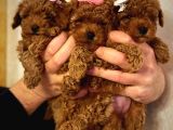 Toy Boy Büyümeyen Irk  Poodle Bebekler
