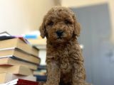 Renk Renk Poodle Bebekleri̇mi̇z A Kali̇te