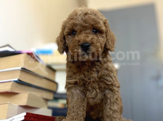Renk Renk Poodle Bebekleri̇mi̇z A Kali̇te