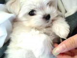 Malteseterrier Sıfır Numara Orjinal Safkan A Kalite Garantili