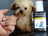 Micro Teacup Garantili Büyümez Orjinal Tüy Dökmez Malti̇poo