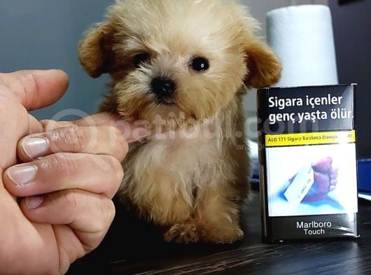 Micro Teacup Garantili Büyümez Orjinal Tüy Dökmez Malti̇poo