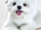 Malteseterrier Sıfır Numara Orjinal Safkan a Kalite Garantili