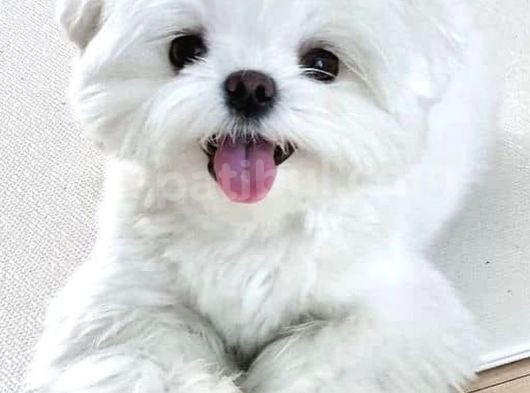 Malteseterrier Sıfır Numara Orjinal Safkan A Kalite Garantili