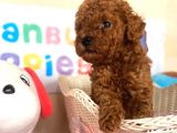 Toy Poodle Kaniş Kahverengi Orjinal Safkan A Kalite Garanti
