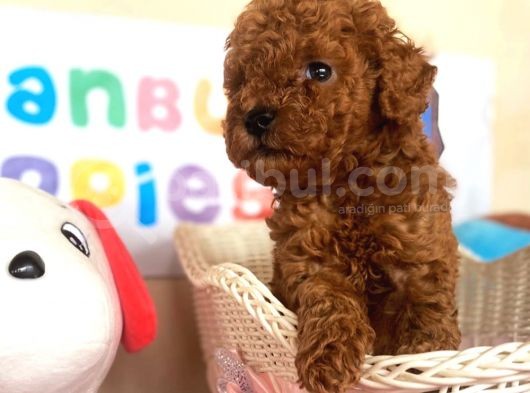 Toy Poodle Kaniş Kahverengi Orjinal Safkan A Kalite Garanti görsel