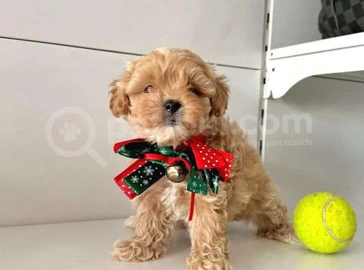 Dizayn Irk Sevimli Maltipoo Yavrular