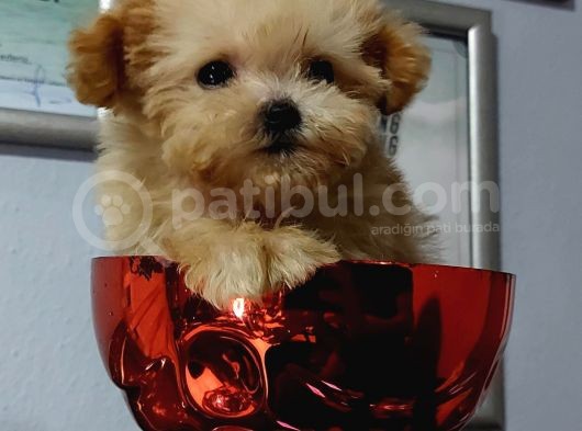 Micro Teacup Garantili Büyümez Orjinal Tüy Dökmez Malti̇poo görsel