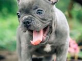 Mavi Gözlü Fransızbulldog Blue Gri Füme Renk Orjinal Safkan