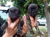 French Bulldog Yavrular