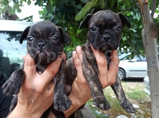 French Bulldog Yavrular görsel