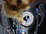 Micro Teacup Garantili Büyümez Orjinal Tüy Dökmez Malti̇poo