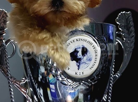 Micro Teacup Garantili Büyümez Orjinal Tüy Dökmez Malti̇poo görsel