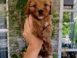 Red Brown F1 Dişi Maltipoo Yavrularımız
