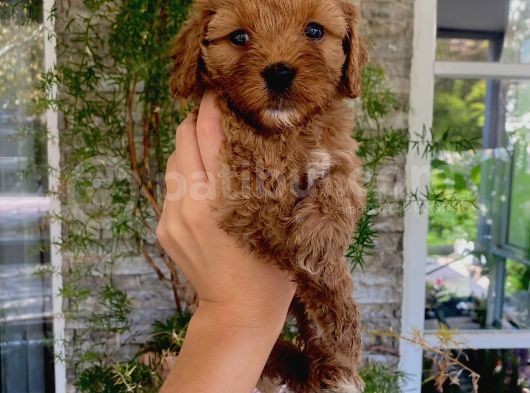 Red Brown F1 Dişi Maltipoo Yavrularımız görsel