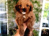 Red Brown F1 Dişi Maltipoo Yavrularımız