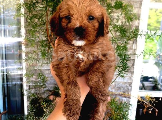 Red Brown F1 Dişi Maltipoo Yavrularımız