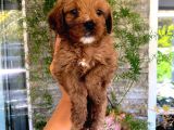 Red Brown F1 Dişi Maltipoo Yavrularımız
