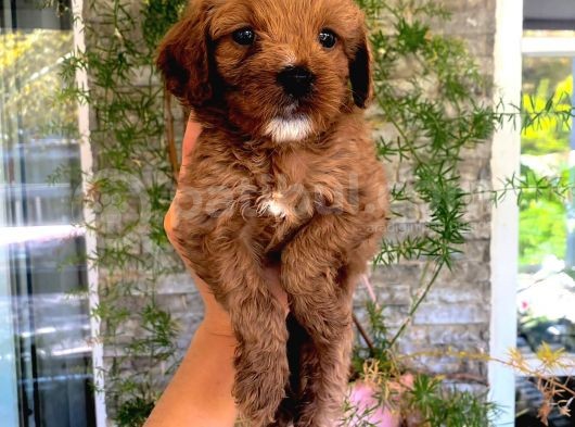 Red Brown F1 Dişi Maltipoo Yavrularımız görsel