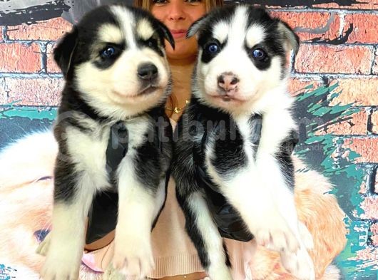 Safkan Si̇bi̇rya Kurdu Husky A Kali̇te Bebekler görsel
