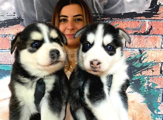 Safkan Si̇bi̇rya Kurdu Husky A Kali̇te Bebekler