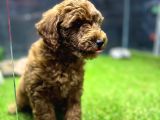 Red Brown Dişi Toypoodle Yavrumuz