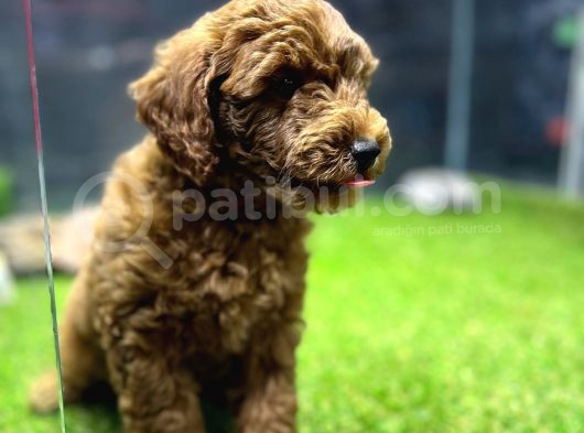 Red Brown Dişi Toypoodle Yavrumuz görsel