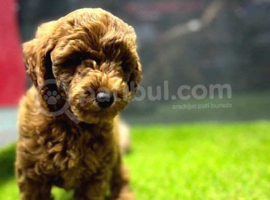 Red Brown Dişi Toypoodle Yavrumuz