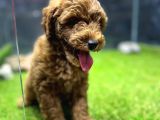 Red Brown Dişi Toypoodle Yavrumuz