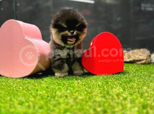 Scr Belgeli, Microchipli Pomeranian Boo Oğlumuz görsel