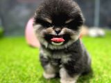 Scr Belgeli, Microchipli Pomeranian Boo Oğlumuz