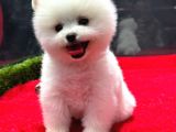 Dünya Tatlısı Erkek Pomeranian Boo Yavrumuz