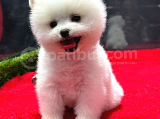 Dünya Tatlısı Erkek Pomeranian Boo Yavrumuz
