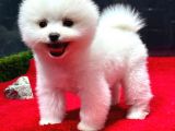 Dünya Tatlısı Erkek Pomeranian Boo Yavrumuz