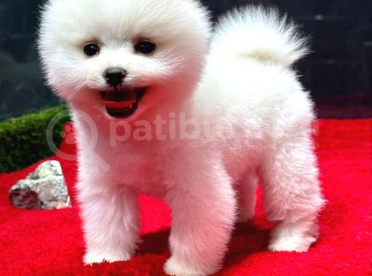 Dünya Tatlısı Erkek Pomeranian Boo Yavrumuz görsel