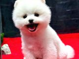 Dünya Tatlısı Erkek Pomeranian Boo Yavrumuz