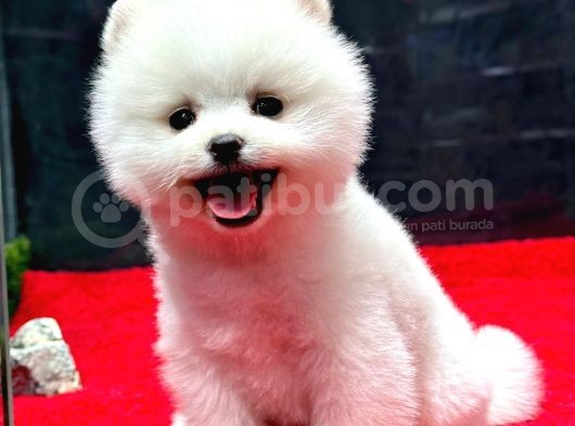 Dünya Tatlısı Erkek Pomeranian Boo Yavrumuz görsel