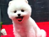 Dünya Tatlısı Erkek Pomeranian Boo Yavrumuz